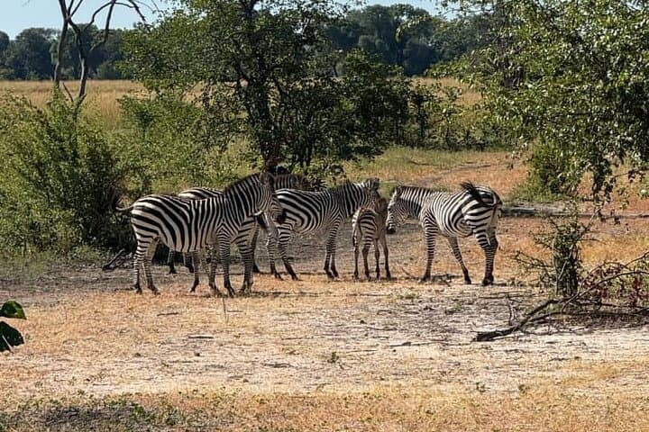 Livingstone Game Drive and White Rhino Walk Tracking at Mosi-oa-Tunya photo 4