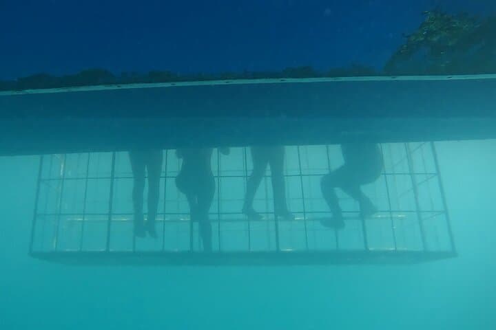 Shark Cage Diving in Gansbaai — Cage Tours & Marine Wildlife Encounters photo 2