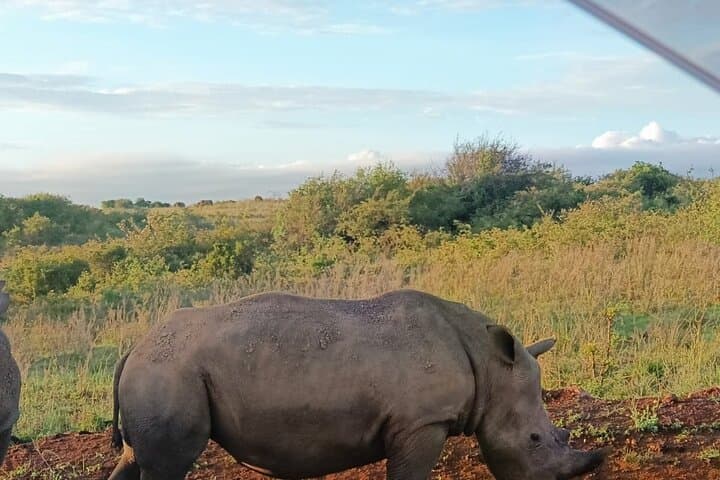 Nairobi National Park Safari and Carnivore Restaurant Experience: Game Drive and Meat Feast Near Nairobi photo 5