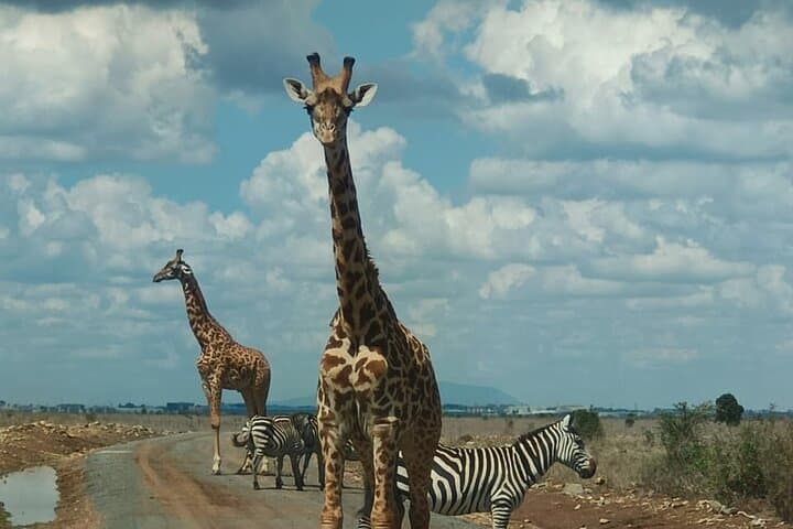 Nairobi National Park Safari and Carnivore Restaurant Experience: Game Drive and Meat Feast Near Nairobi photo 6