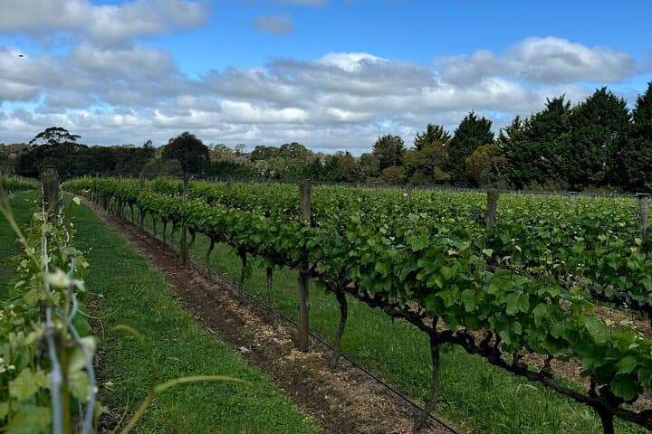 Mornington Peninsula Private Winery & Arthurs Seat Tour from Melbourne photo 2