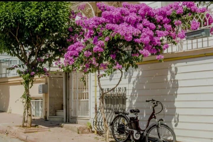 Princes Islands Day Escape: Büyükada by Bus and Ferry photo 3
