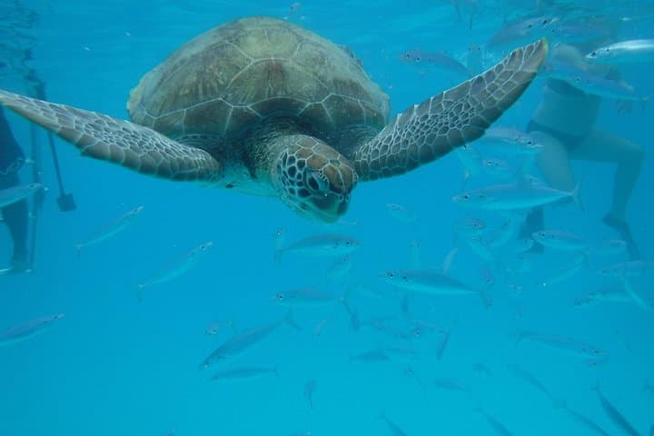 Glass-Bottom Boat Snorkel: Swim with Hawksbill Turtles & Explore Barbados Shipwrecks photo 1