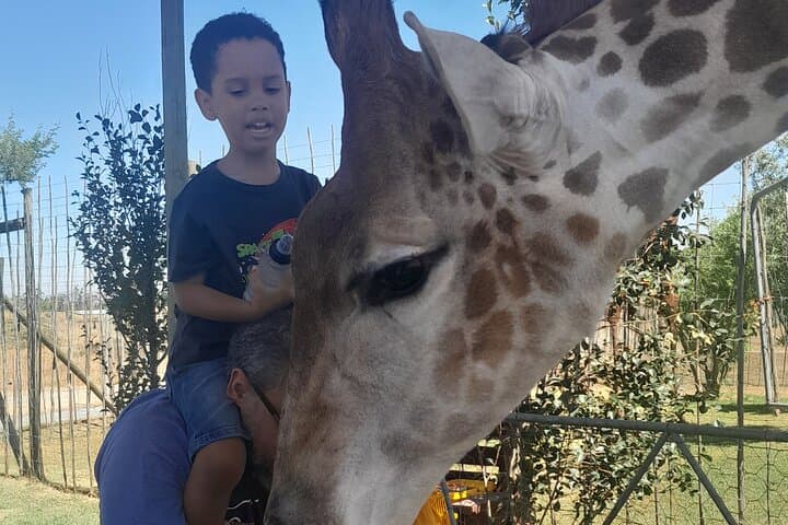 Cheetah Encounter, Giraffe Feeding & Stellenbosch Wine Tasting — Cape Town Day Tour photo 2