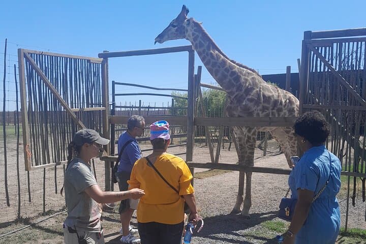 Cheetah Encounter, Giraffe Feeding & Stellenbosch Wine Tasting — Cape Town Day Tour photo 3