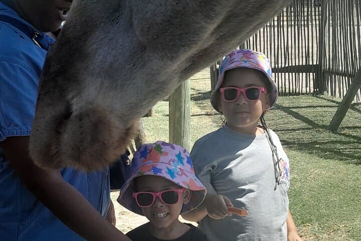 Cheetah Encounter, Giraffe Feeding & Stellenbosch Wine Tasting — Cape Town Day Tour photo 4