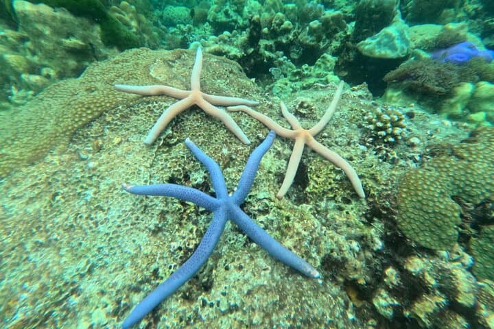 Low-Season Ko Lipe 6-Island Snorkel Tour: Best June–Oct Spots & Tips photo 4