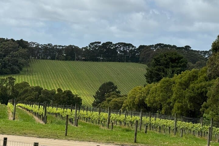 Mornington Peninsula Private Winery & Arthurs Seat Tour from Melbourne photo 3