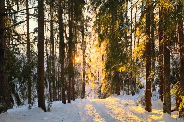 Oslo Panoramic Fjord Hike — Guided Forest Walk with Local Guide and Dog photo 2