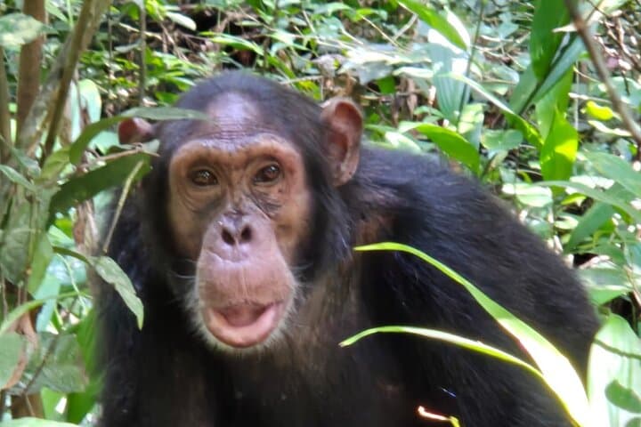 Uganda 12-Day Safari: Gorillas, Golden Monkeys & Chimp Trekking
