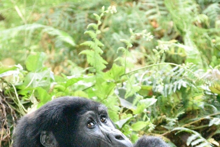 Uganda 12-Day Safari: Gorillas, Golden Monkeys & Chimp Trekking photo 2