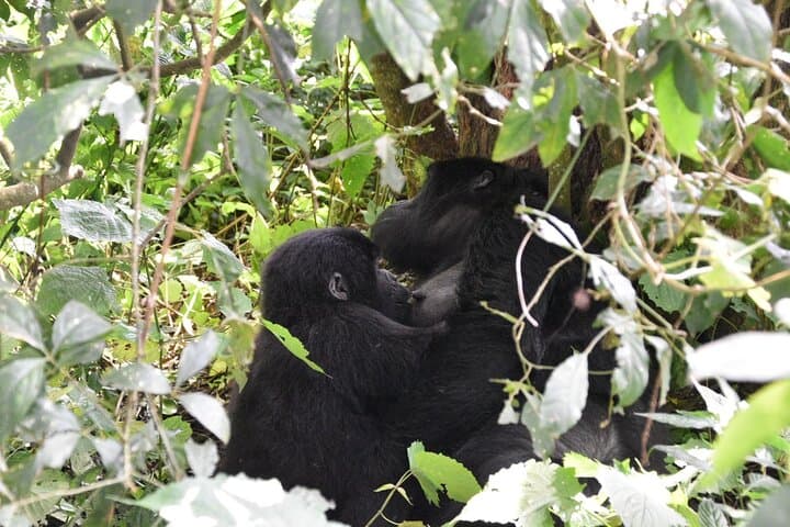 Uganda 12-Day Safari: Gorillas, Golden Monkeys & Chimp Trekking photo 3