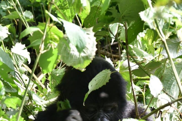 Uganda 12-Day Safari: Gorillas, Golden Monkeys & Chimp Trekking photo 4
