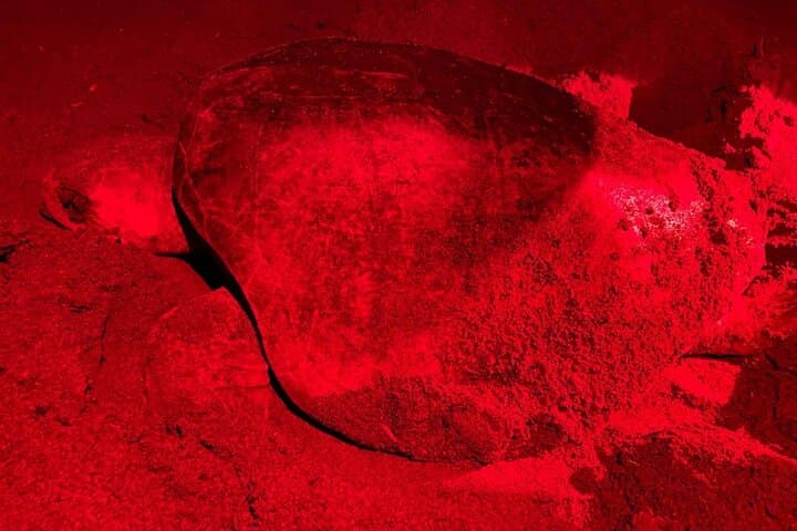Samara Sea Turtle Nesting & Hatching Tour at Corozalito (Night Walk)