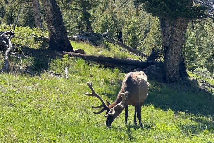 Upper Loop Lamar Safari from Bozeman — Private Yellowstone Wildlife Tour photo 6