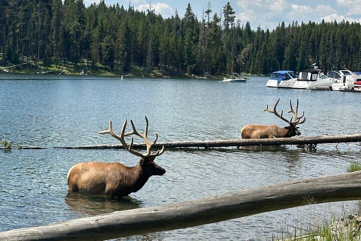 Upper Loop Lamar Safari from Bozeman — Private Yellowstone Wildlife Tour