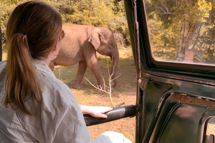Full-Day Yala National Park Safari: Leopard, Elephant & Sloth Bear Wildlife Experience