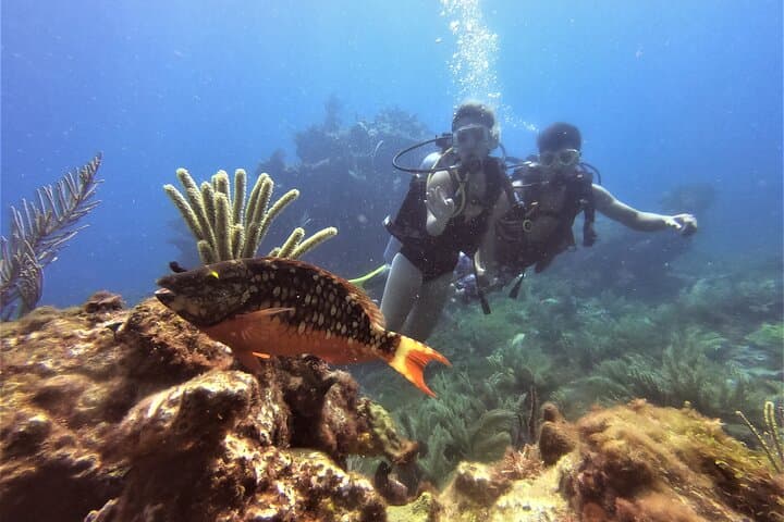 Two Deep Reef Scuba Dives off Punta Cancun — San Toribio & La Herradura