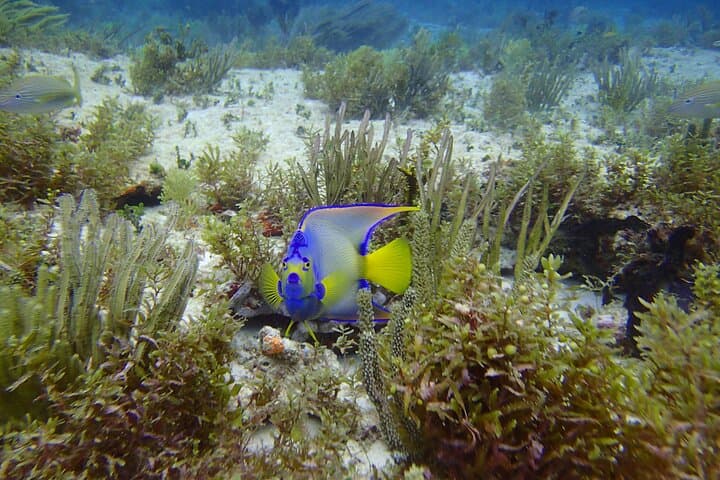 Two Deep Reef Scuba Dives off Punta Cancun — San Toribio & La Herradura photo 3