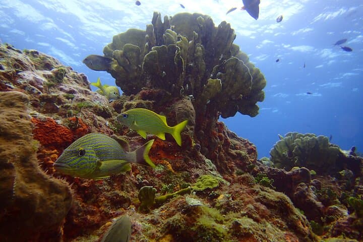 Two Deep Reef Scuba Dives off Punta Cancun — San Toribio & La Herradura photo 4