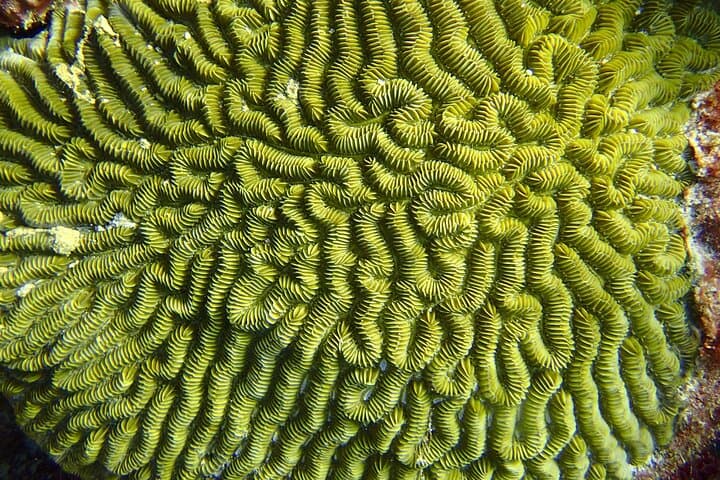 Two Deep Reef Scuba Dives off Punta Cancun — San Toribio & La Herradura photo 5