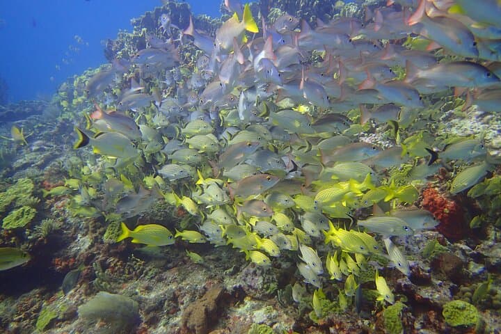 Two Deep Reef Scuba Dives off Punta Cancun — San Toribio & La Herradura photo 6