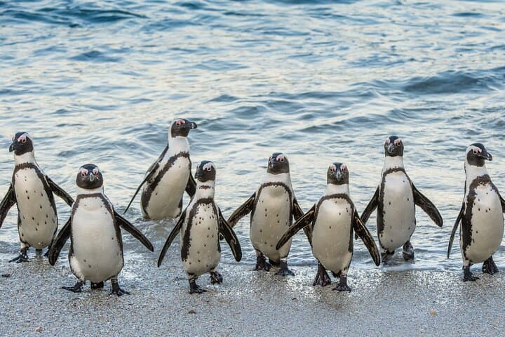 Cape of Good Hope & Boulders Penguin Colony — Pre-booked Tickets and Visitor Guide photo 2