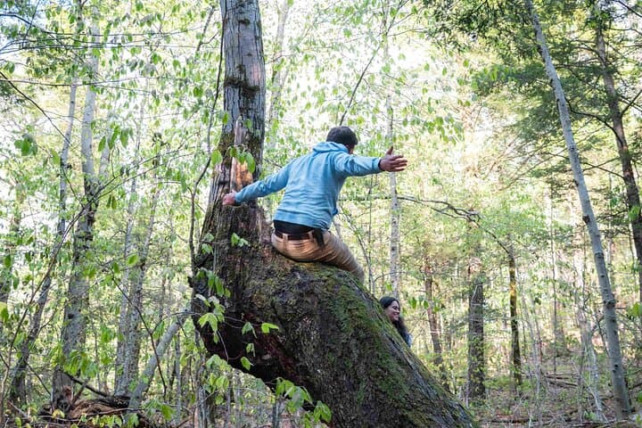 Mindful Forest Escape in Vermont — 2-Hour Guided Forest Immersion photo 3
