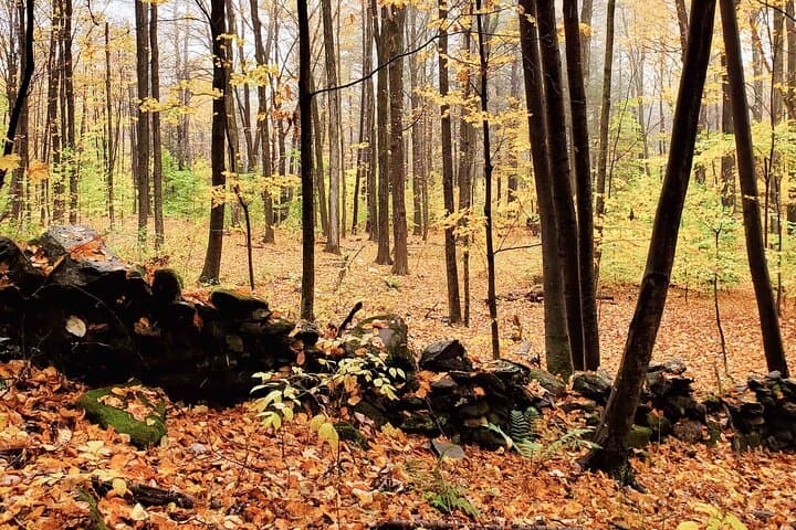 Mindful Forest Escape in Vermont — 2-Hour Guided Forest Immersion photo 5