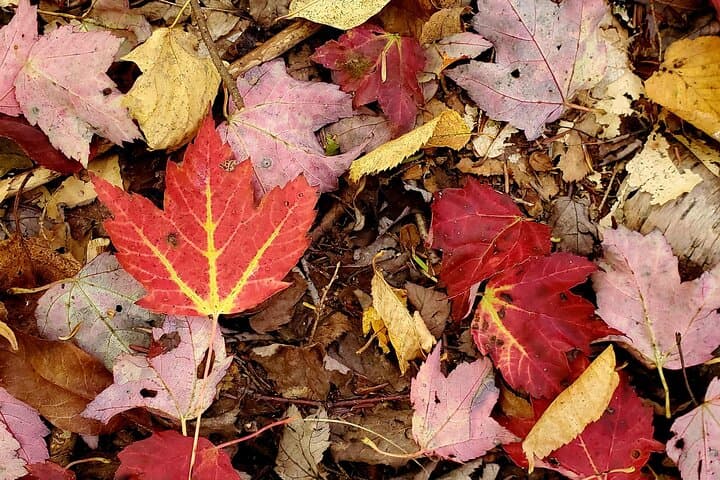 Mindful Forest Escape in Vermont — 2-Hour Guided Forest Immersion photo 6