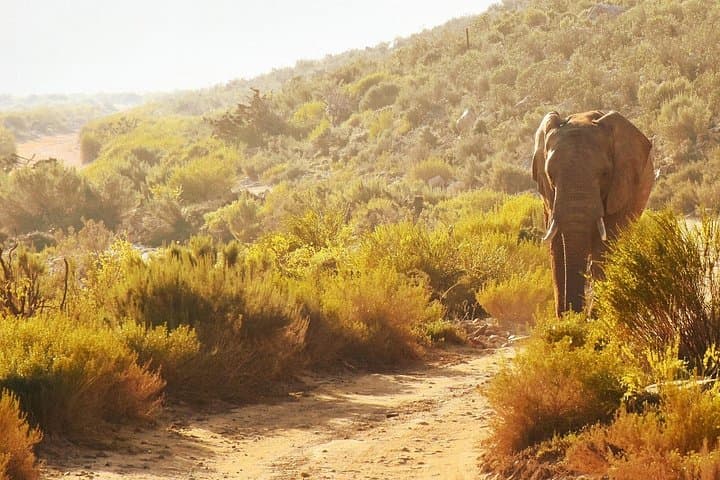 Aquila Private Game Reserve Full-Day Big 5 Safari from Cape Town photo 3
