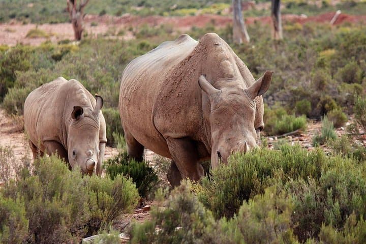 Aquila Private Game Reserve Full-Day Big 5 Safari from Cape Town photo 4