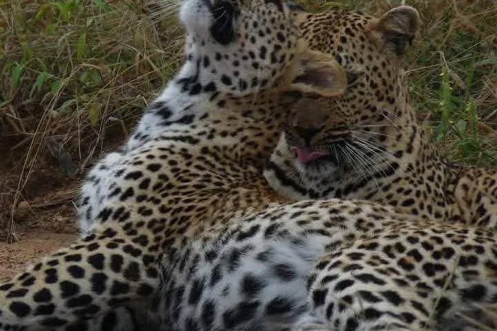 Kruger National Park Morning Safari: Early-Drive Wildlife Viewing from Hazyview