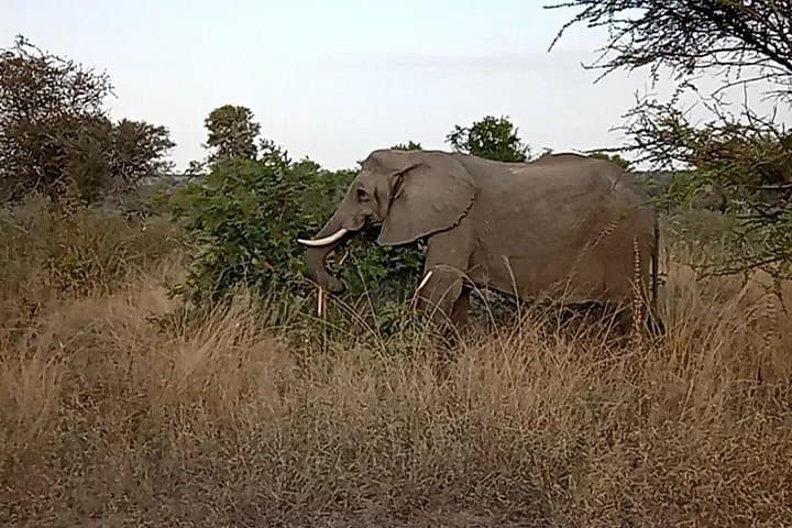 Kruger National Park Morning Safari: Early-Drive Wildlife Viewing from Hazyview photo 2