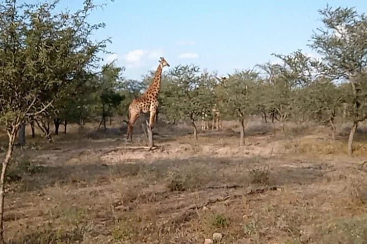 Kruger National Park Morning Safari: Early-Drive Wildlife Viewing from Hazyview photo 3