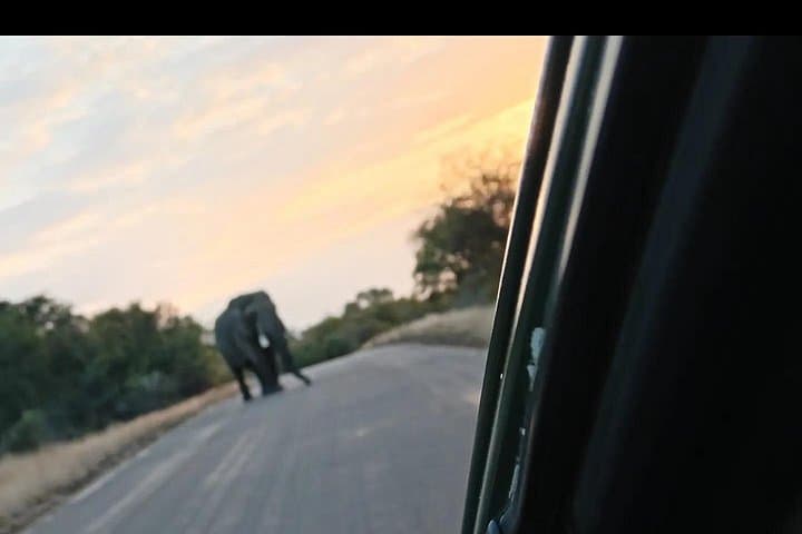 Kruger National Park Morning Safari: Early-Drive Wildlife Viewing from Hazyview photo 4