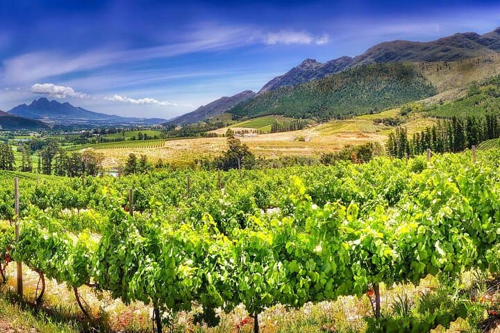 Uncork the Cape: Stellenbosch Half-Day Wine Tour from Cape Town photo 3