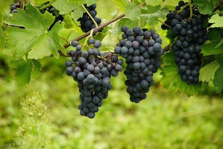Uncork the Cape: Stellenbosch Half-Day Wine Tour from Cape Town photo 5