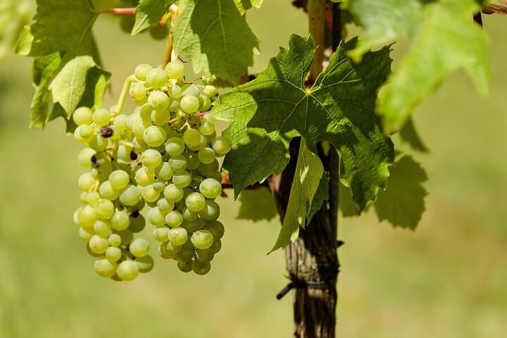 Uncork the Cape: Stellenbosch Half-Day Wine Tour from Cape Town photo 6
