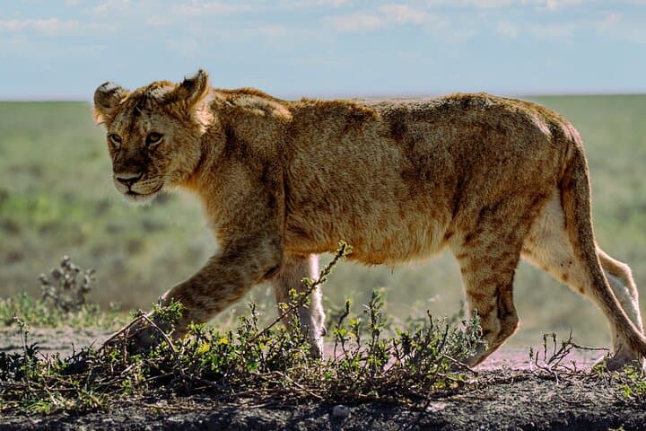 4-Day Serengeti Safari from Zanzibar — Walking & Night Game Drives Included
