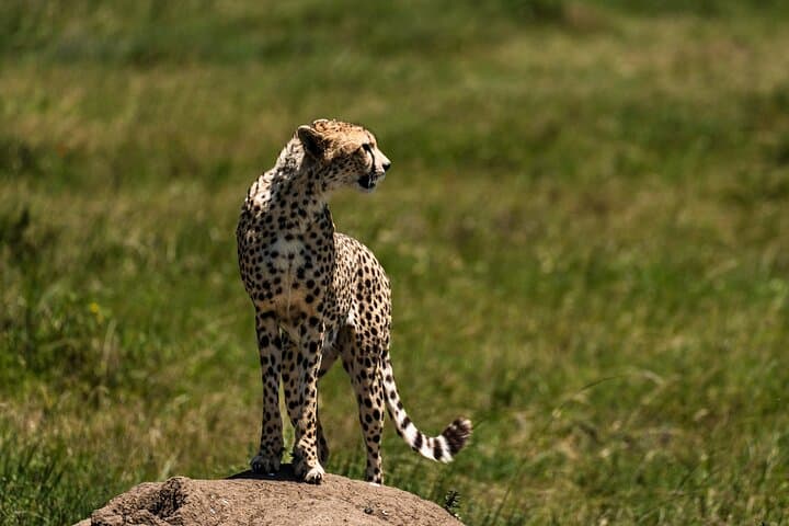 3-Day Northern Tanzania Safari: Ngorongoro, Tarangire & Lake Manyara (Flights Included)