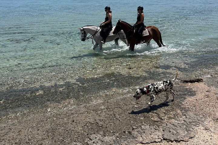 Horseback Riding in Marsa Alam and Port Ghalib Marina Shopping photo 6