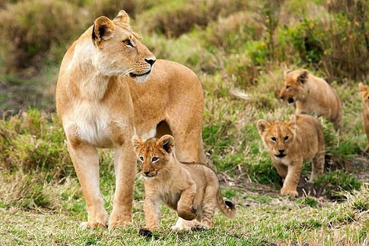 3-Day Luxury Safari: Lake Manyara & Ngorongoro Crater from Arusha photo 1