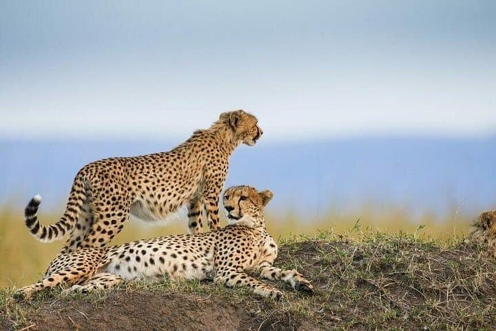 3-Day Luxury Safari: Lake Manyara & Ngorongoro Crater from Arusha photo 2