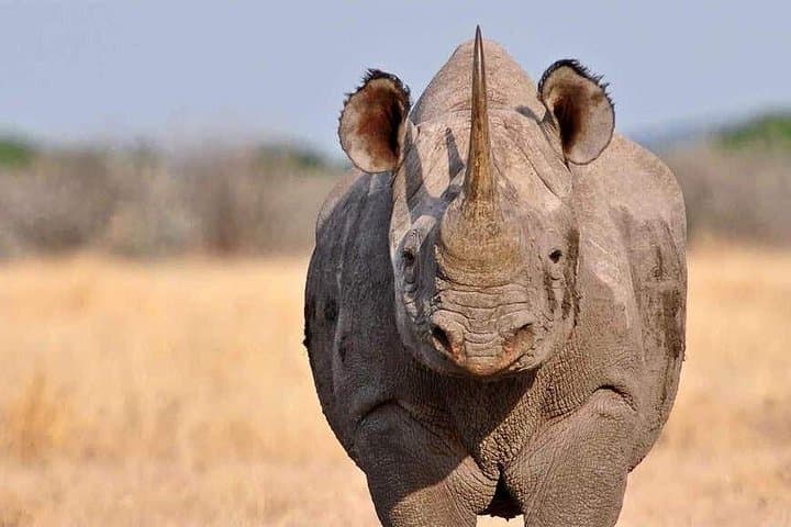 3-Day Luxury Safari: Lake Manyara & Ngorongoro Crater from Arusha photo 3