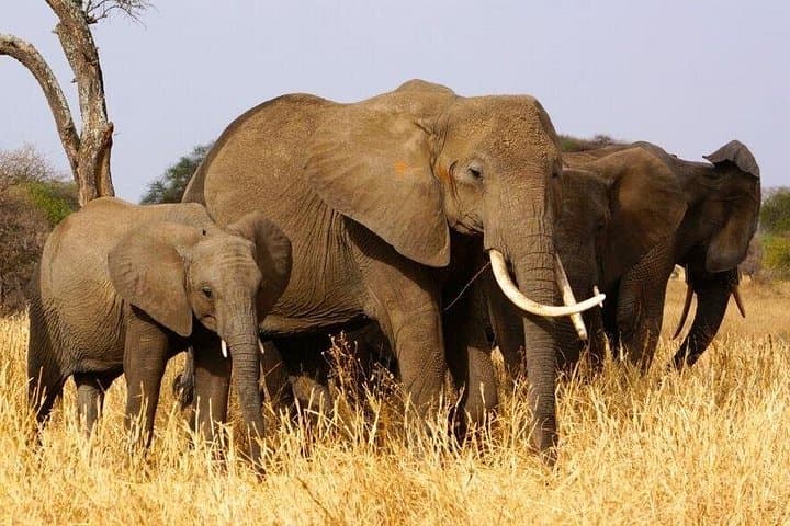 3-Day Luxury Safari: Lake Manyara & Ngorongoro Crater from Arusha photo 4
