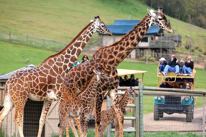 Three Hours with Giraffes