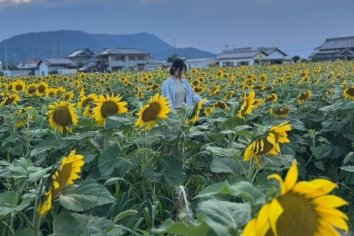 E‑Bike Sunflower Loop from Kotohira to Manno — Summer Cycling & Udon Stops photo 3
