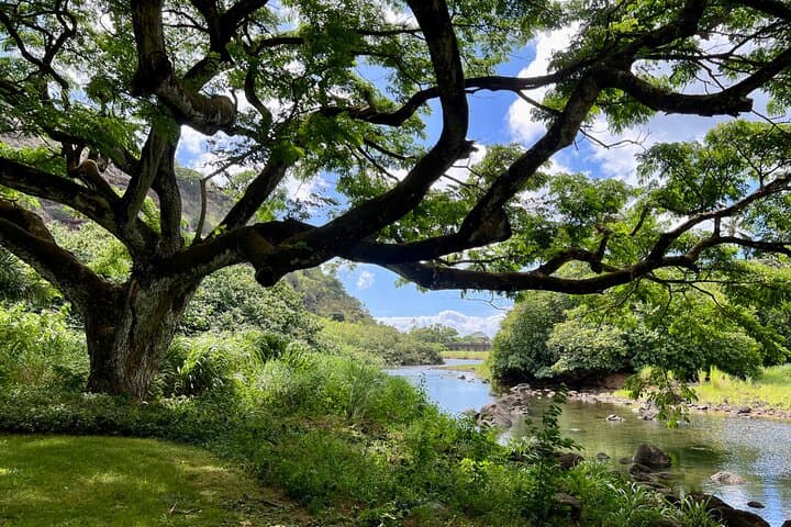 Explore Oahu’s North Shore: A Private Tour of Waimea Falls and Coastal Wonders photo 3