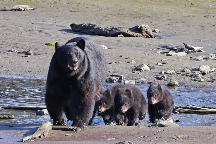 Exploring Ketchikan’s Haida Heritage and Wild Alaska Wildlife photo 2